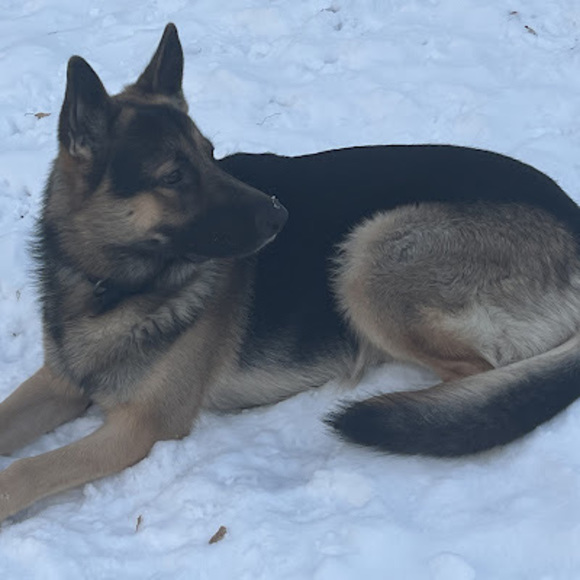 Meet your Posher, Jose - Picture 1 of 1